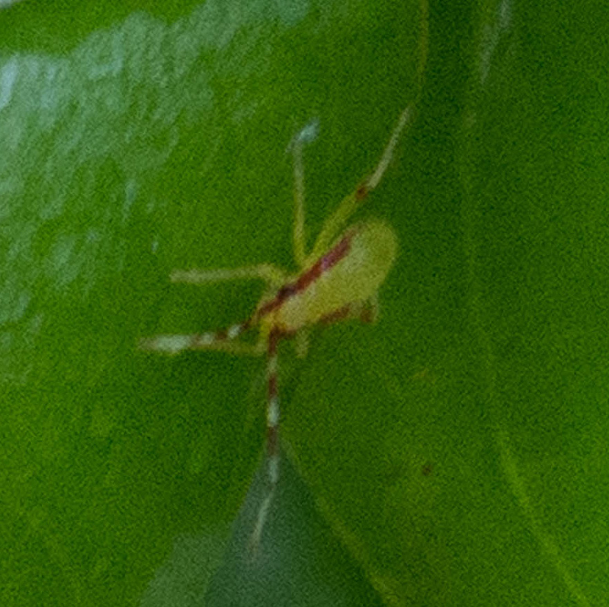 Ortottero da identificare